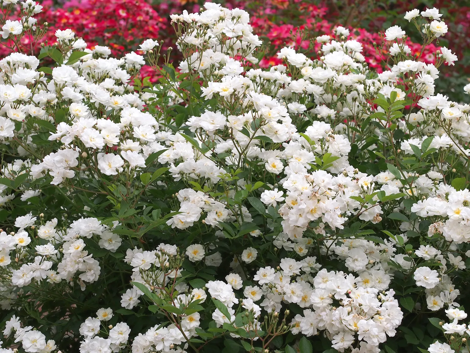 Popcorn Rose (Rosa 'Popcorn') — blooming profusely from late spring to frost