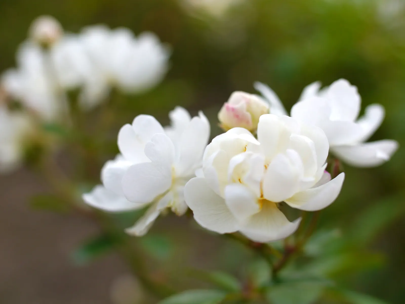 Popcorn Rose (Rosa 'Popcorn') — It produces clusters of creamy-yellow flowers that resemble buttery popcorn