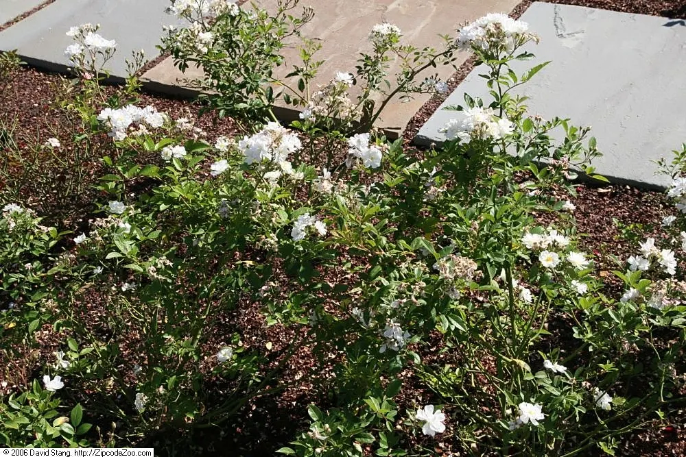 Popcorn Rose (Rosa 'Popcorn') — is a delightful and whimsical addition to any landscape design