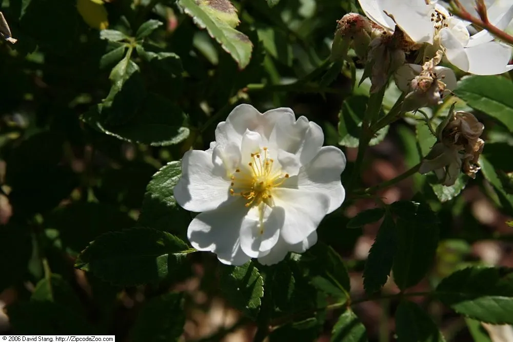 Popcorn Rose (Rosa 'Popcorn') — commonly referred to as the Popcorn Rose