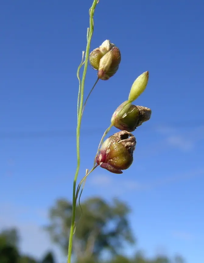 Popcorn Rose (Rosa 'Popcorn') — It is part of the Drift&reg; series