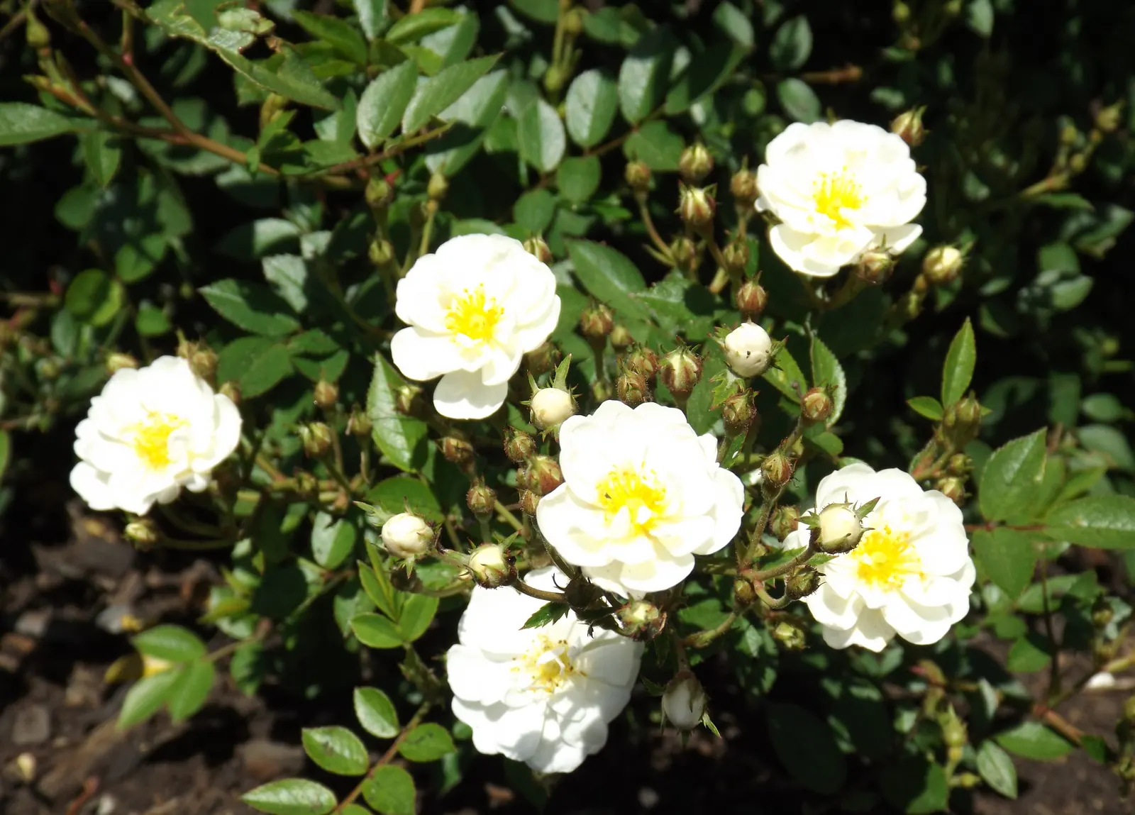 Popcorn Rose (Rosa 'Popcorn') — This variety reaches 3 to 4 feet in height and width, making it perfect for borders or low hedges