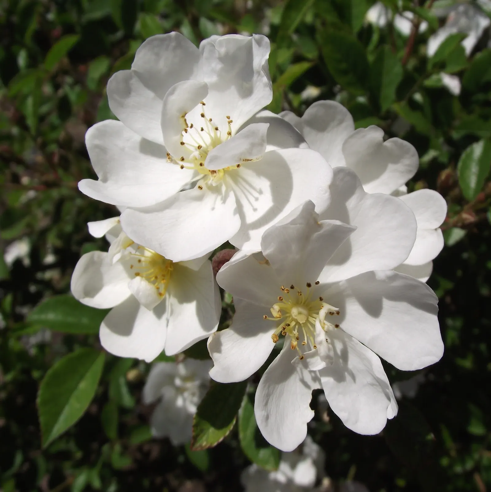 Popcorn Rose (Rosa 'Popcorn') — Hardiness zones 4 to 9, with a moderate growth rate, it's a low-maintenance choice for lasting summer color