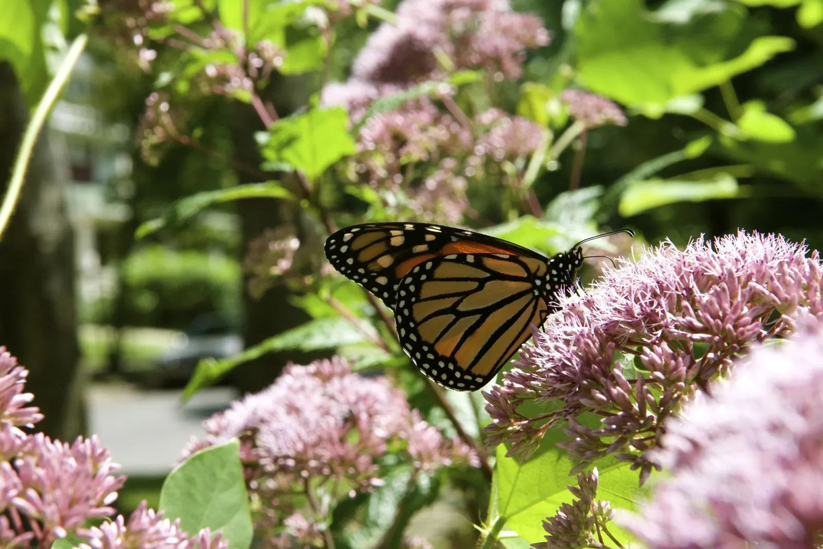 Joe Pye Weed (Eupatorium Purpureum) — It showcases fluffy, mauve-pink flower clusters atop tall stems with whorled, lance-shaped leaves