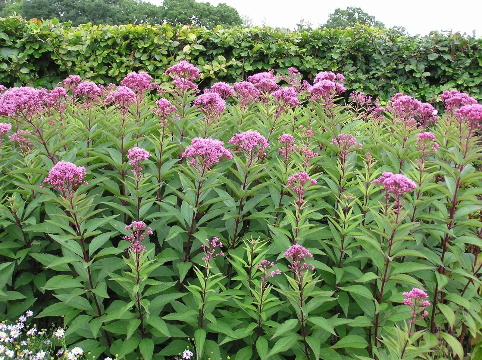 Joe Pye Weed (Eupatorium Purpureum) — This native plant prefers full sun to part shade and moist; it's an excellent choice for naturalistic plantings