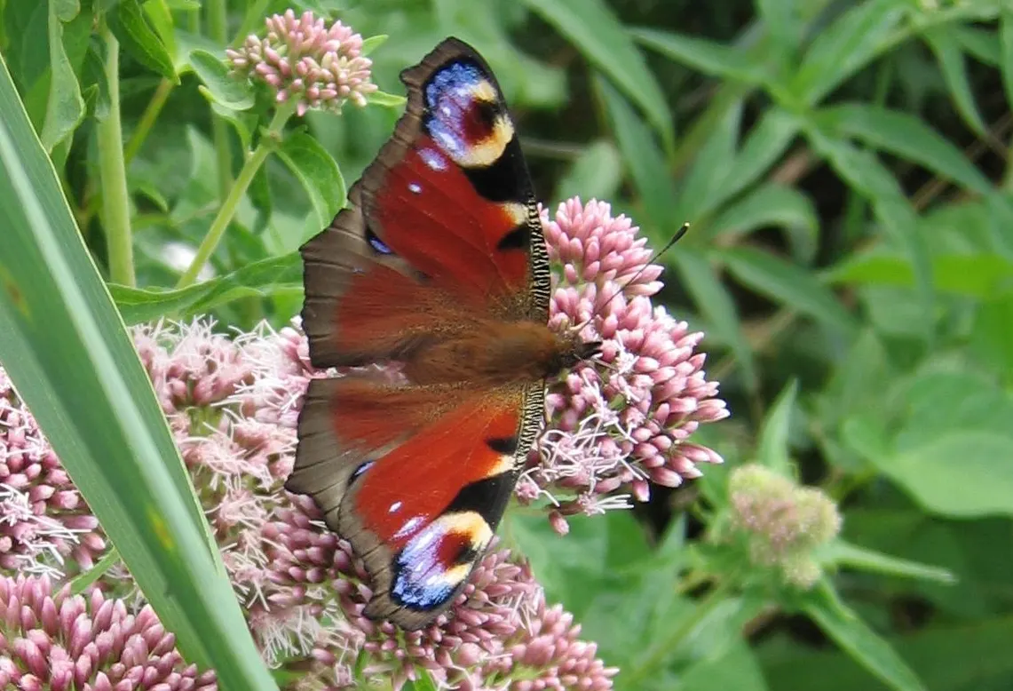 Joe Pye Weed (Eupatorium Purpureum) — is a stately perennial native to North America; attracting butterflies and beneficial insects, image 80