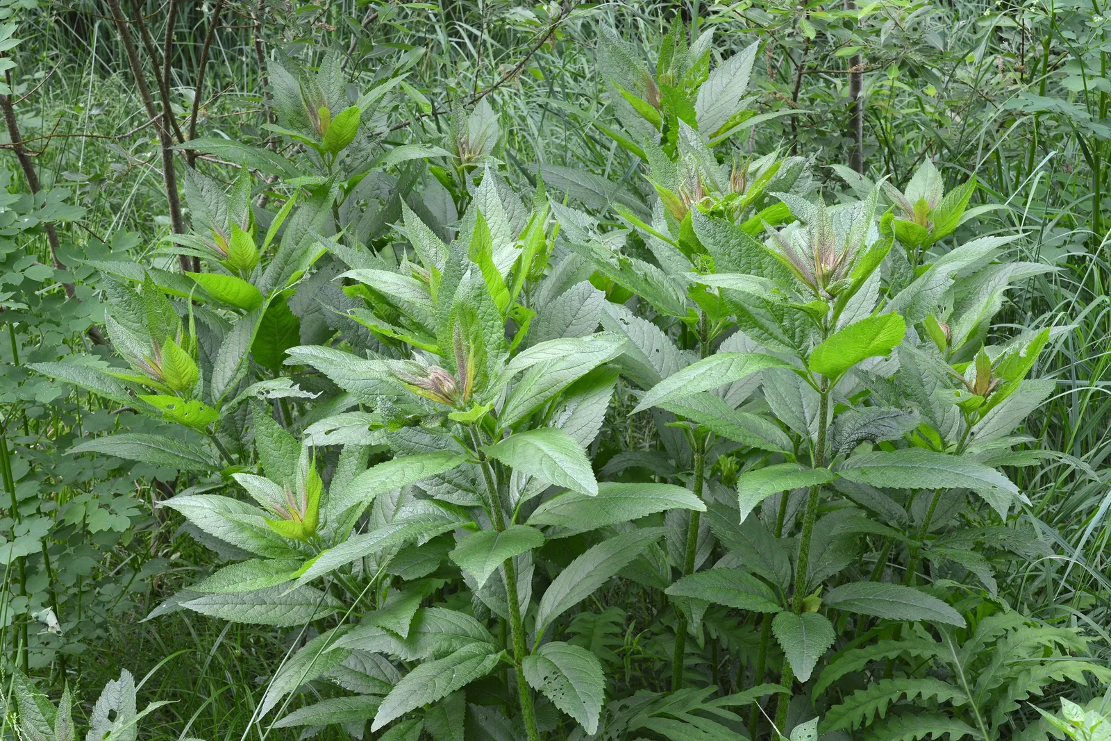 Joe Pye Weed (Eupatorium Purpureum) — or as a backdrop in perennial borders due to its height and seasonal interest.<br><br>Moreover