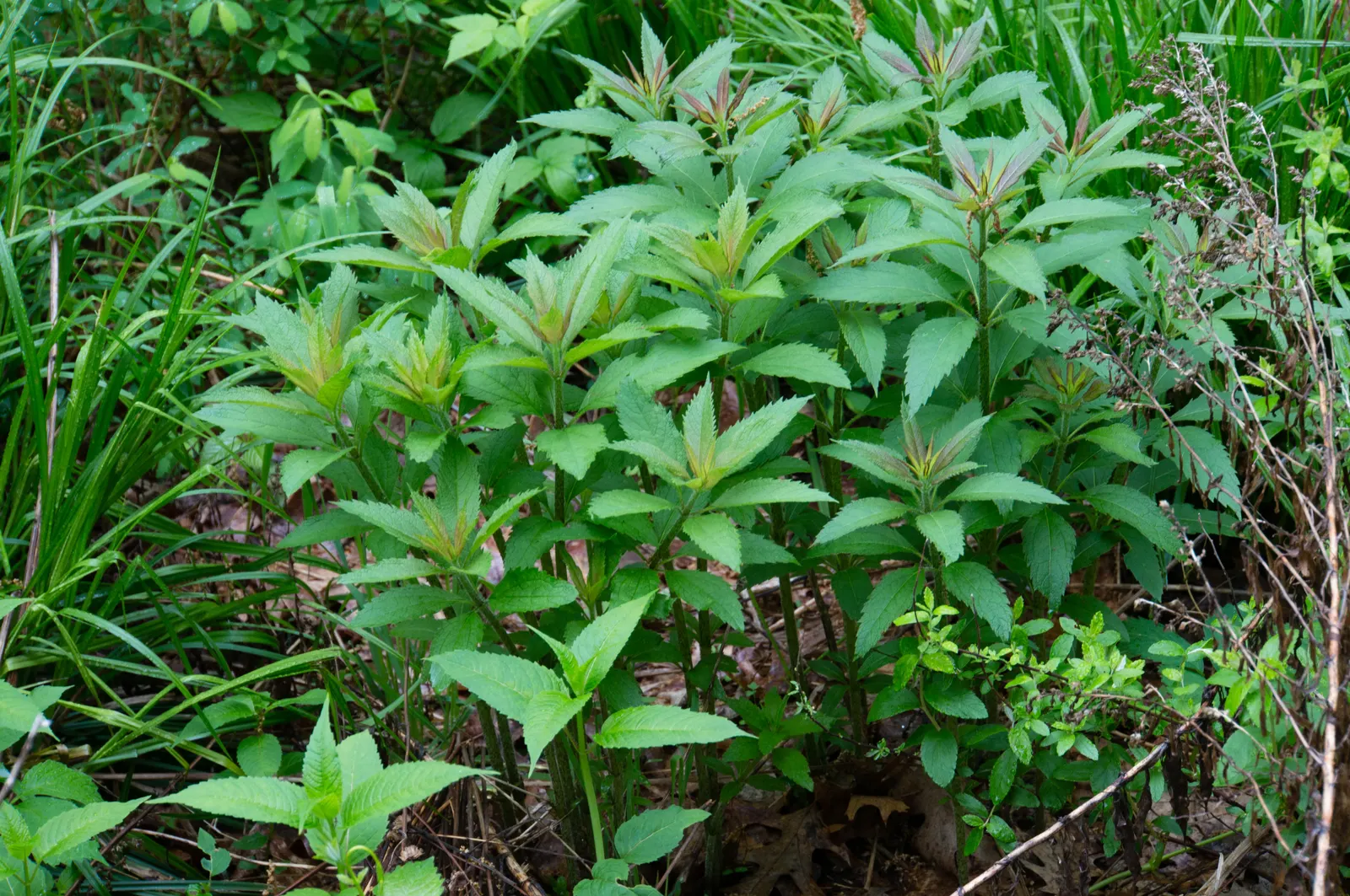 Joe Pye Weed (Eupatorium Purpureum) — requiring minimal maintenance other than optional deadheading to promote additional blooms; perennial for full or half