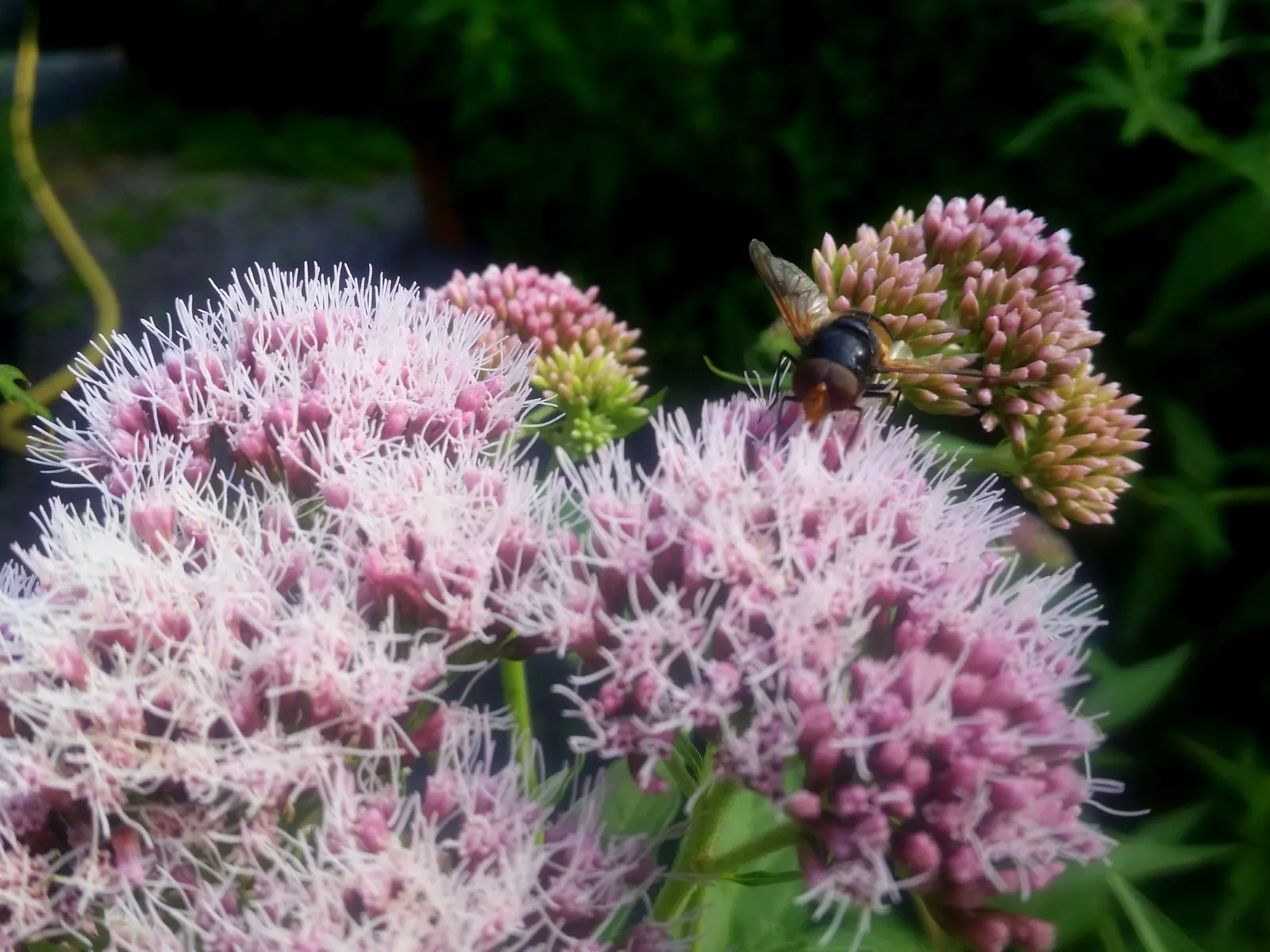 Joe Pye Weed (Eupatorium Purpureum) — It's an excellent choice for naturalistic plantings