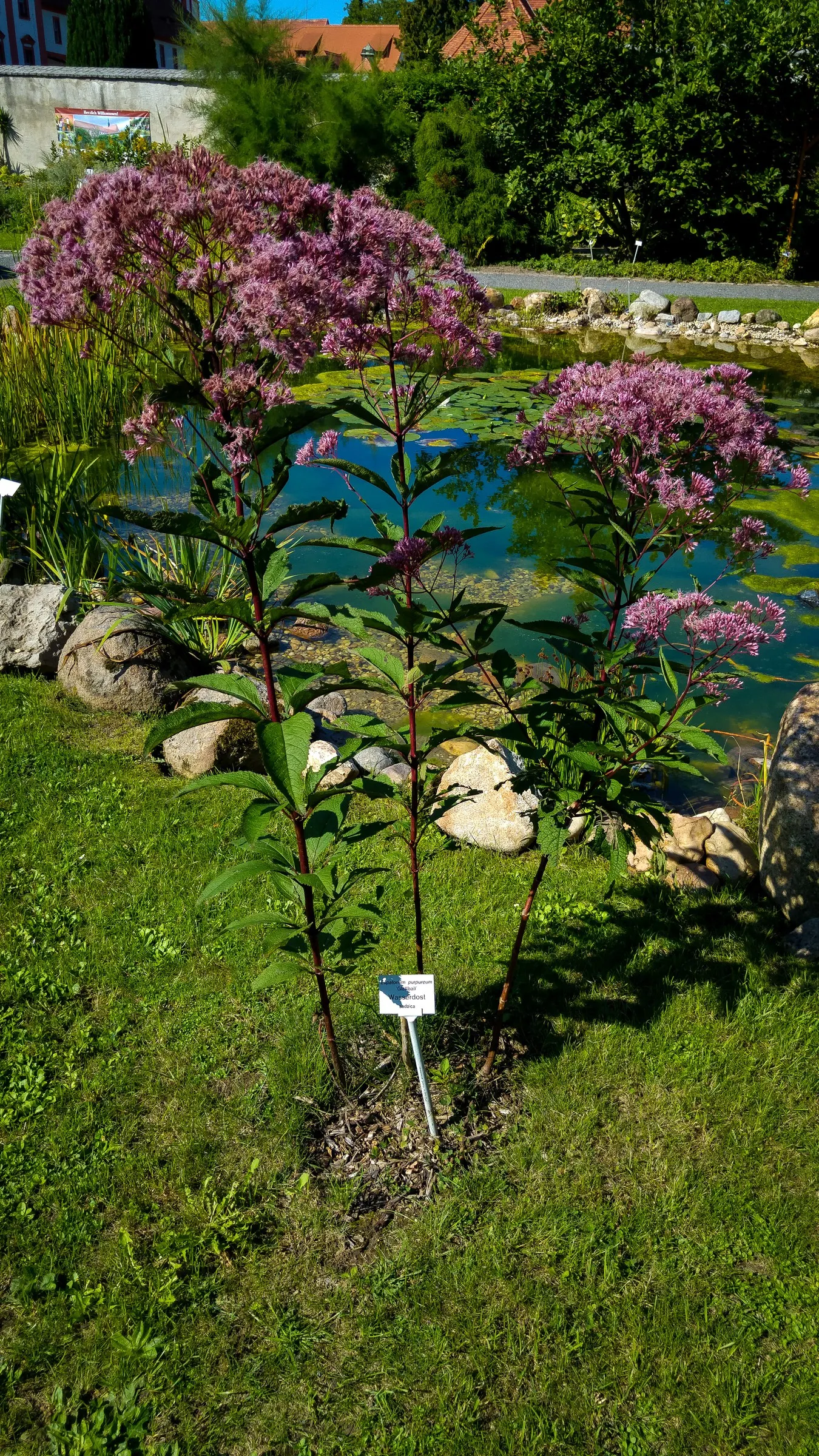 Joe Pye Weed (Eupatorium Purpureum) — revered for its statuesque height and ability to attract butterflies and pollinators; making it a dominant, image 81