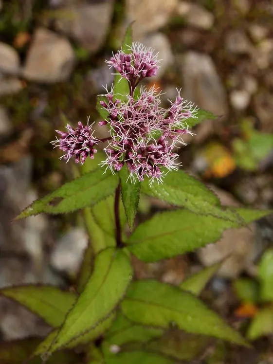 Joe Pye Weed (Eupatorium Purpureum) — perennial with lavender and purple blooms; mauve-pink flowers which crown the plant from late summer into fall
