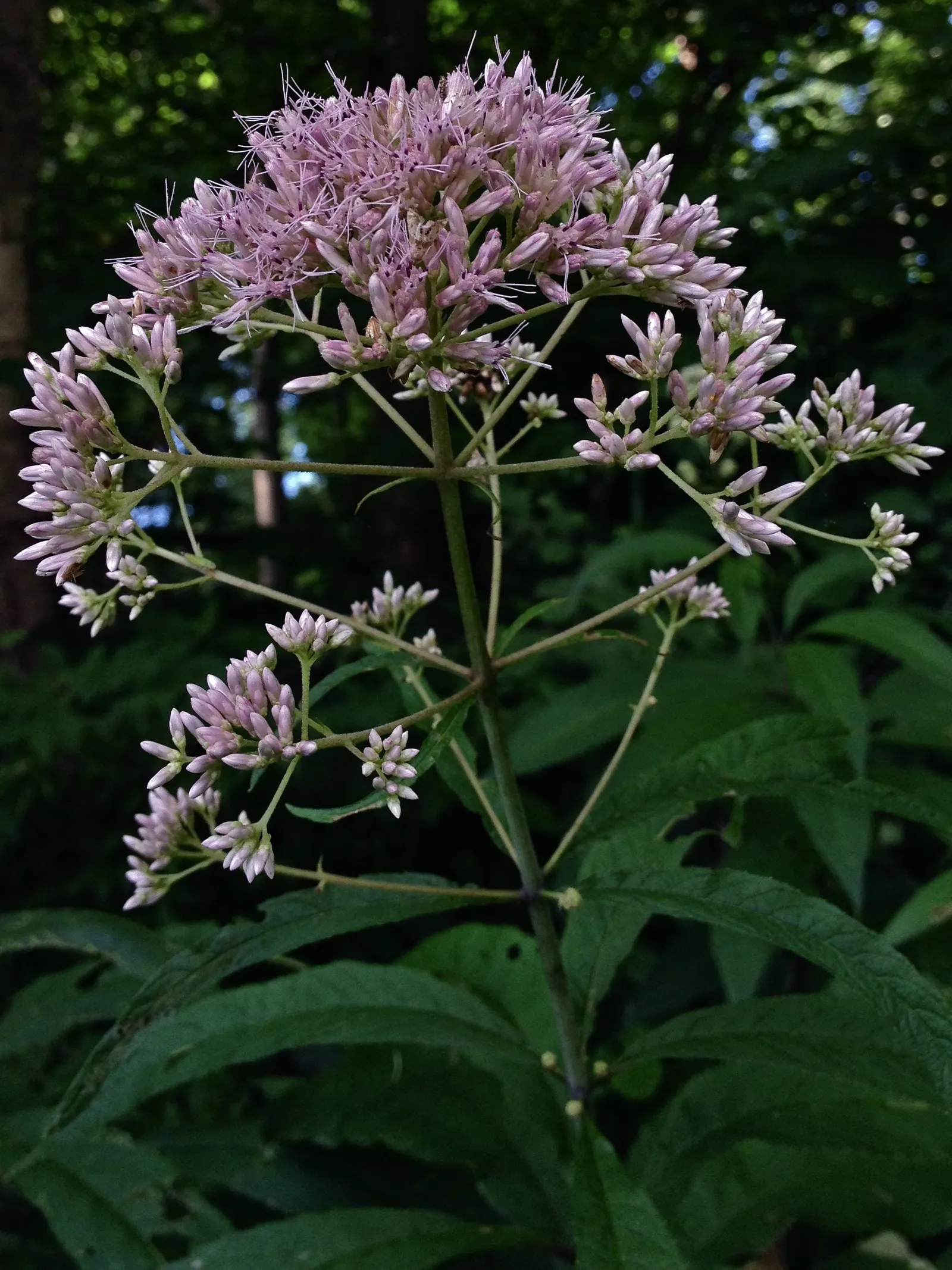 Joe Pye Weed (Eupatorium Purpureum) — attracting butterflies and beneficial insects; is a stately perennial native to North America, image 77