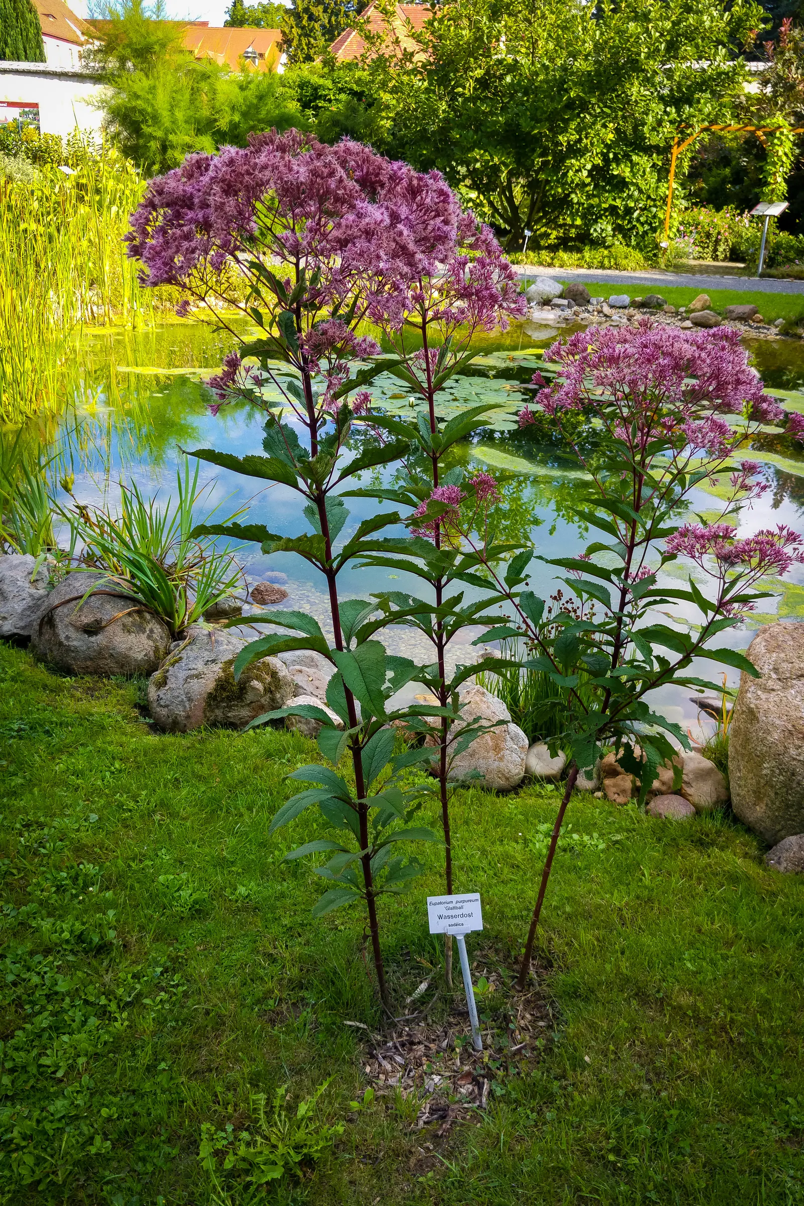 Joe Pye Weed (Eupatorium Purpureum) — mauve-pink flowers which crown the plant from late summer into fall; perennial with lavender and purple blooms