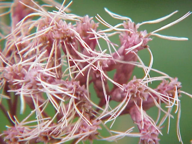 Joe Pye Weed (Eupatorium Purpureum) — is a stately perennial native to North America; attracting butterflies and beneficial insects