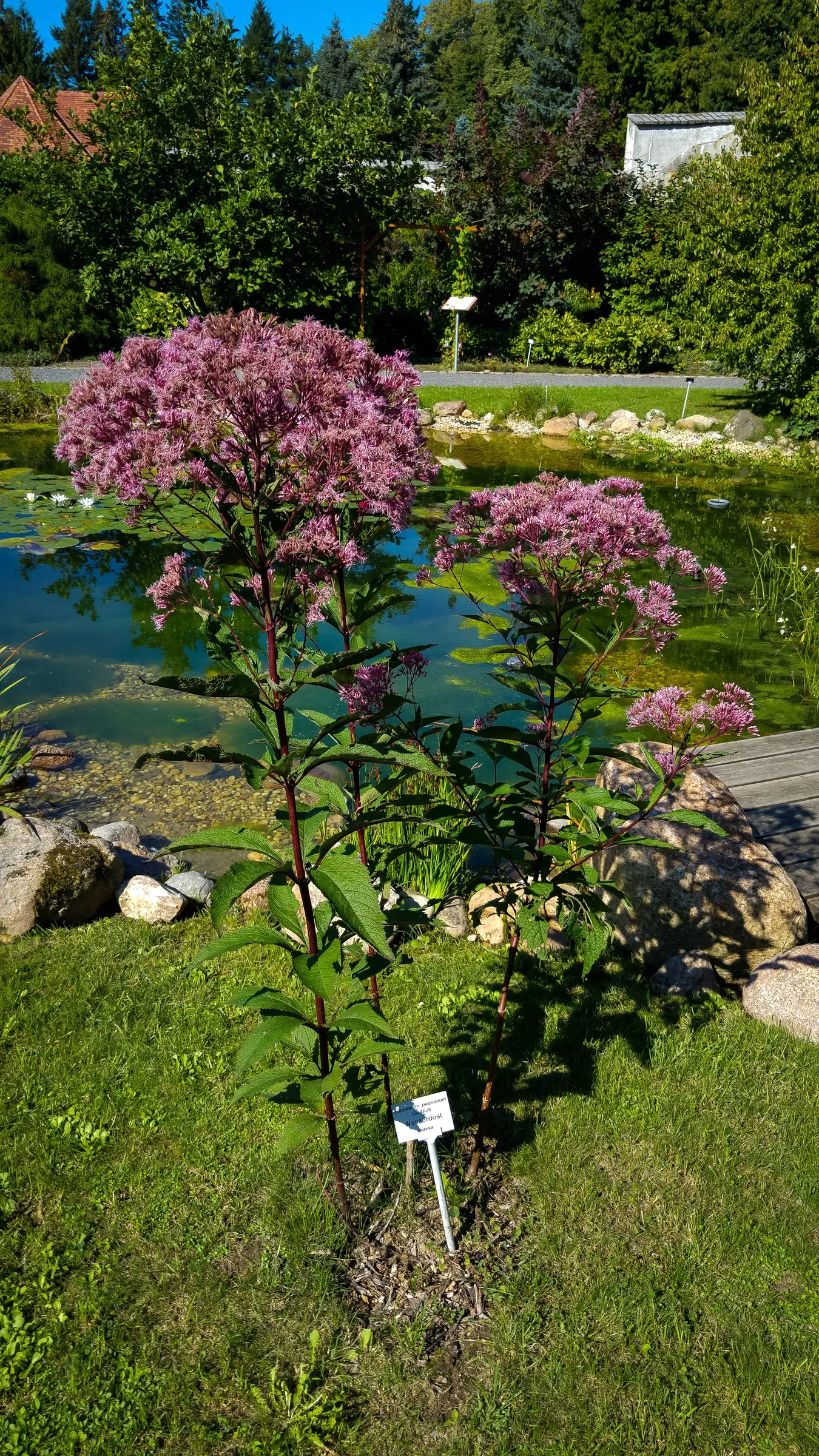 Joe Pye Weed (Eupatorium Purpureum) — with a spread of about 2 to 4 feet; it showcases fluffy, mauve-pink flower clusters atop tall stems with, image 59