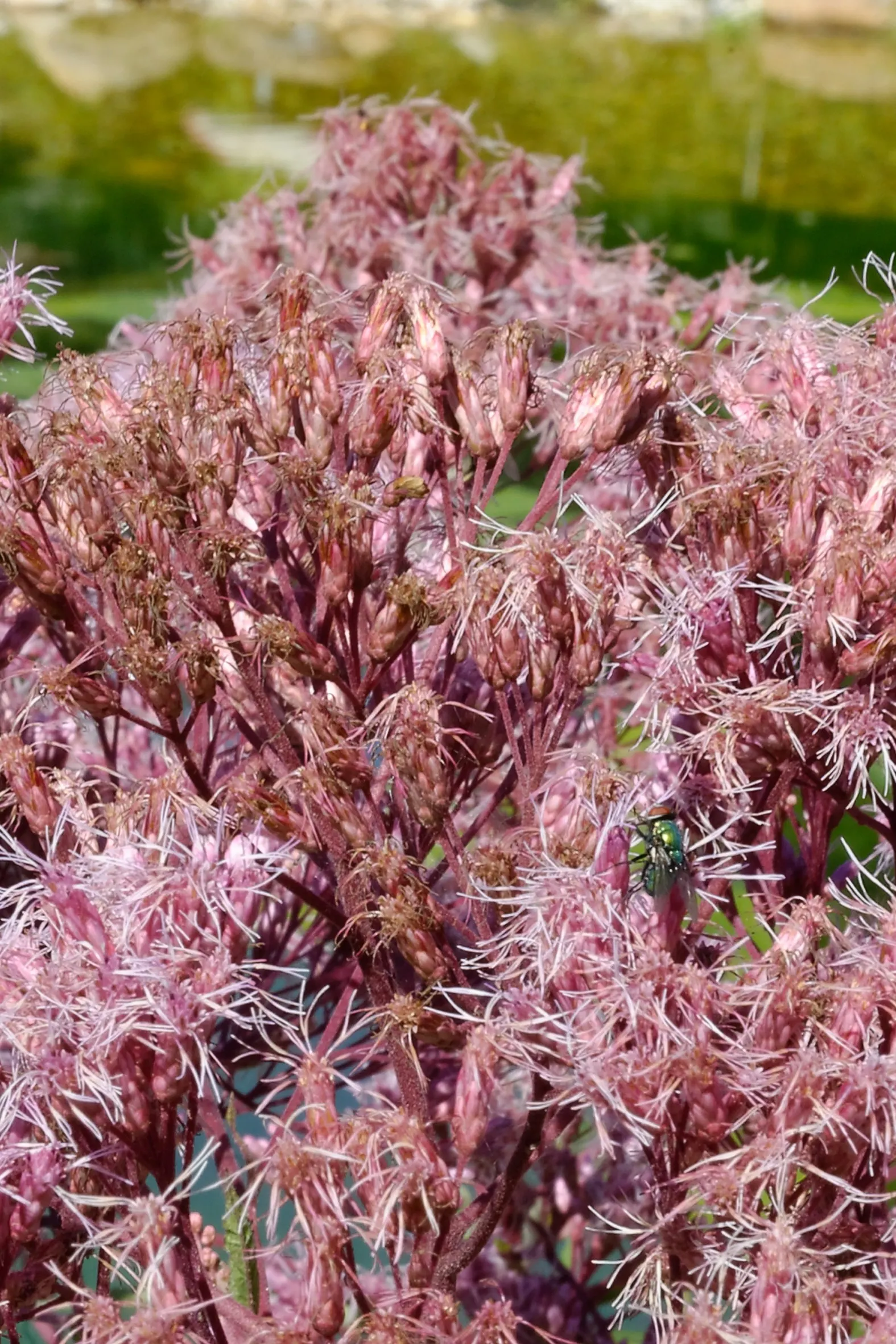 Joe Pye Weed (Eupatorium Purpureum) — making it a dominant presence in any garden design.<br><br>Adorned with whorled
