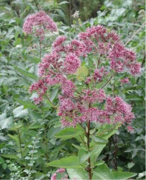 Joe Pye Weed (Eupatorium Purpureum) — perennial for full or half