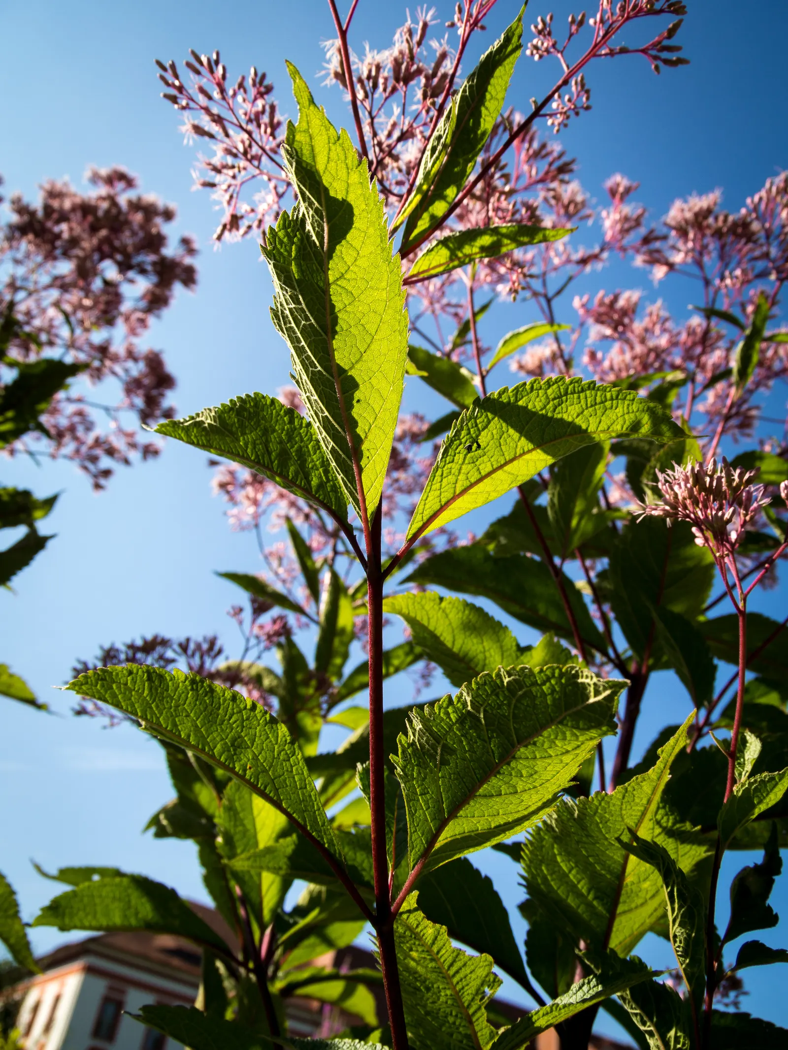 Joe Pye Weed (Eupatorium Purpureum) — These flower heads can span up to 12 inches across and emit a subtle vanilla scent; ideal for meadow-style, image 63