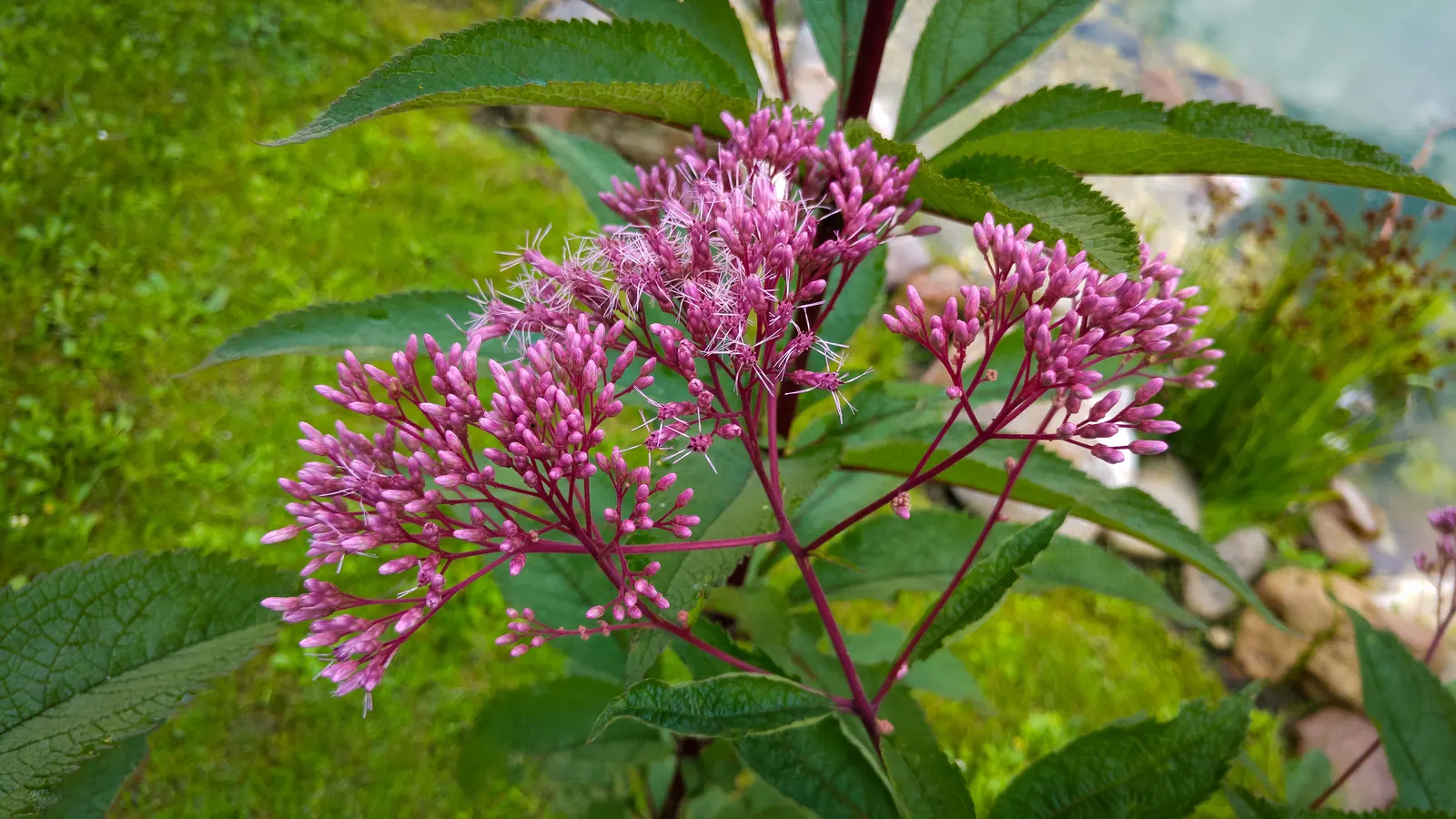 Joe Pye Weed (Eupatorium Purpureum) — This striking plant typically reaches an impressive 4 to 7 feet in height when mature; or as a backdrop in perennial