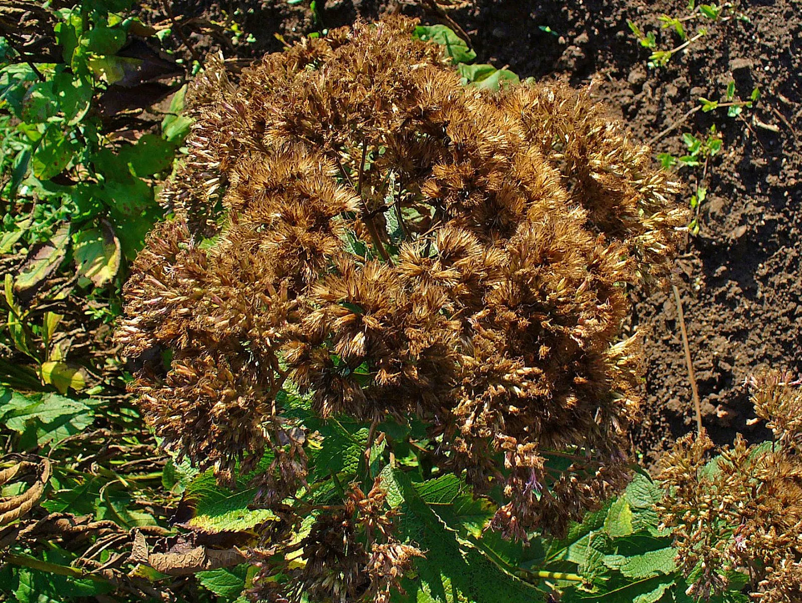 Joe Pye Weed (Eupatorium Purpureum) — Eupatorium purpureum is undemanding when it comes to soil preferences; the Joe Pye Weed's most notable, image 64