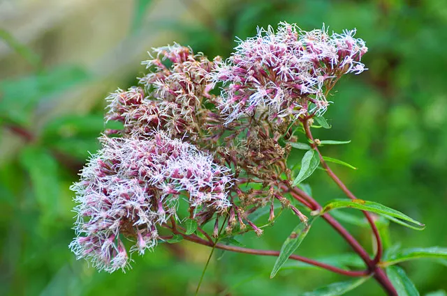 Joe Pye Weed (Eupatorium Purpureum) — making it a dominant presence in any garden design.<br><br>Adorned with whorled; revered for its statuesque, image 60