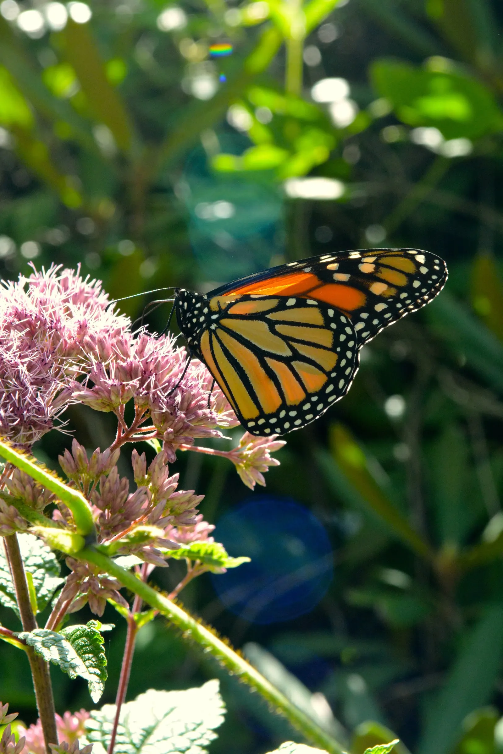 Joe Pye Weed (Eupatorium Purpureum) — making it a dominant presence in any garden design.<br><br>Adorned with whorled; revered for its statuesque height and