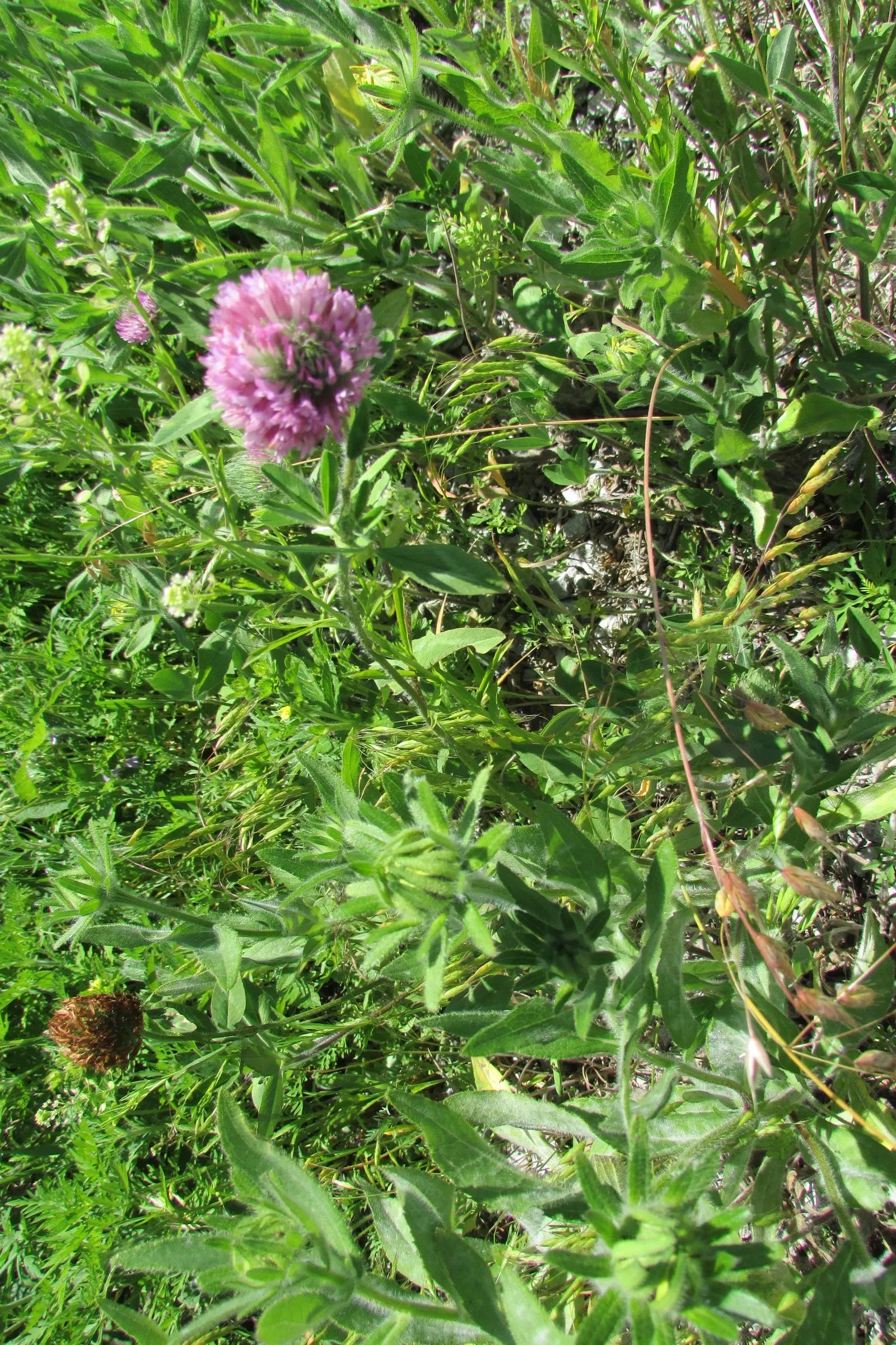 Joe Pye Weed (Eupatorium Purpureum) — Eupatorium purpureum is undemanding when it comes to soil preferences; the Joe Pye Weed's most notable feature is its