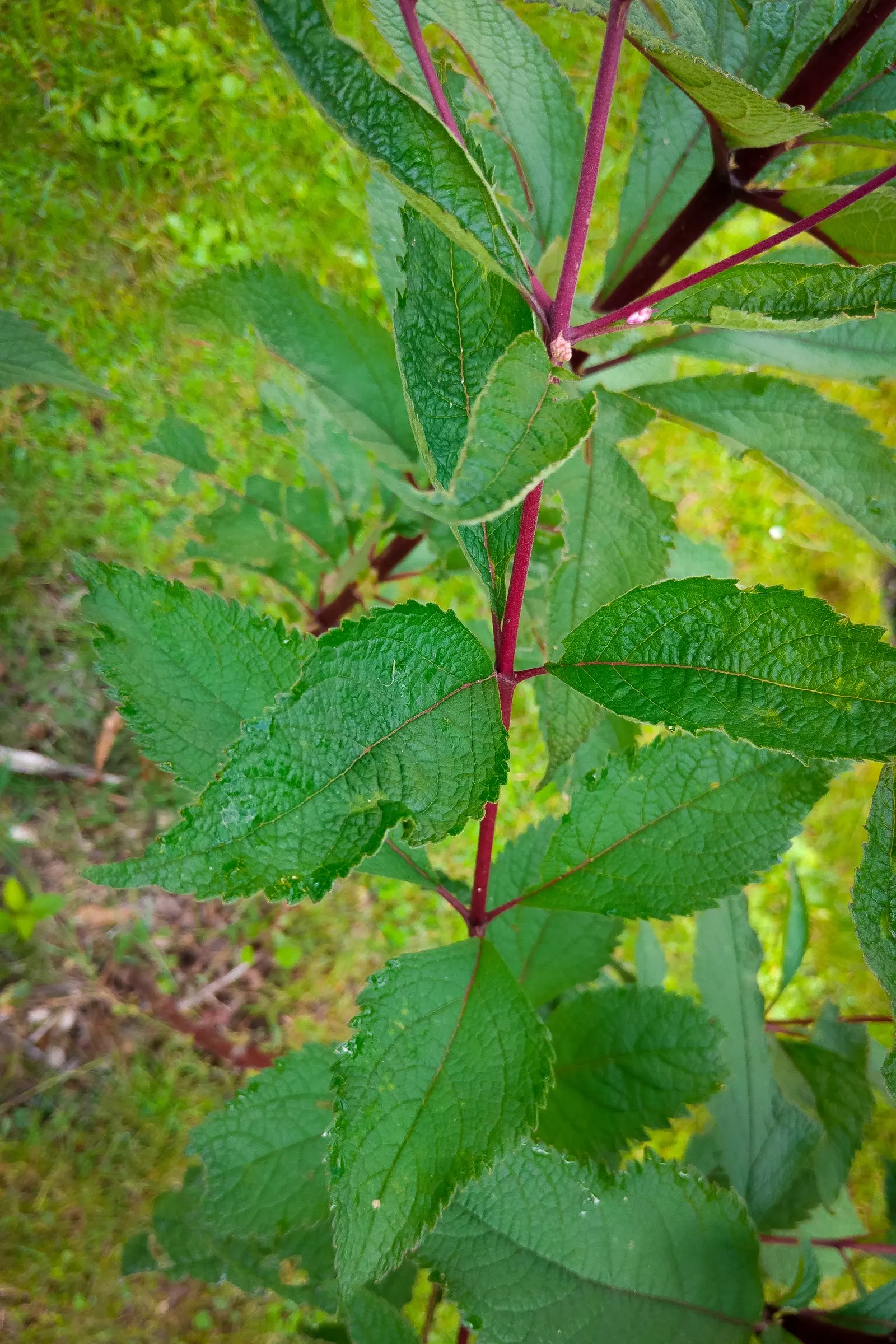 Joe Pye Weed (Eupatorium Purpureum) — thriving in USDA zones 4-9 and reaching heights of 4-7 feet with a spread of 2-4 feet; and blooms from, image 49