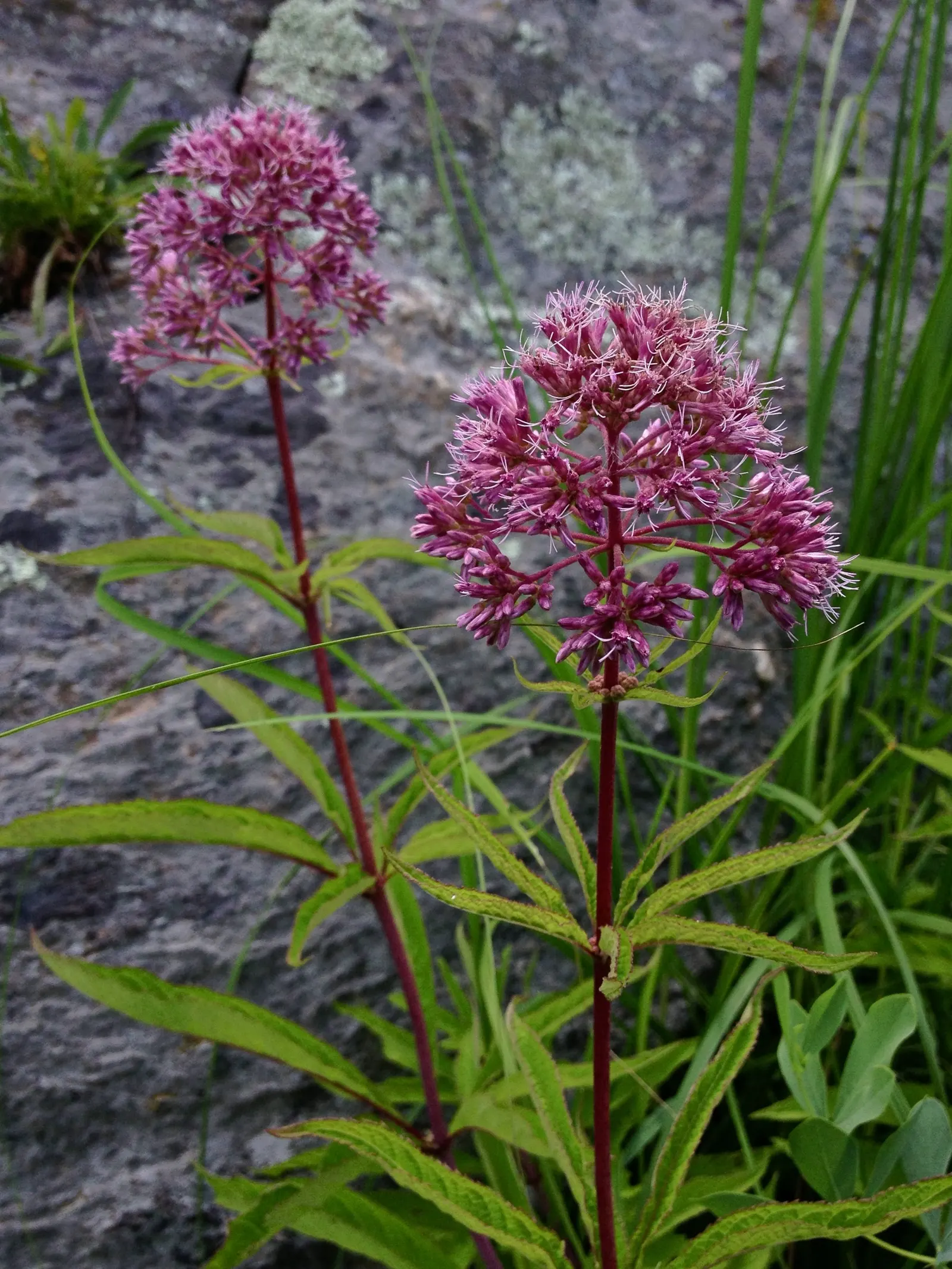 Joe Pye Weed (Eupatorium Purpureum) — perennial with lavender and purple blooms; mauve-pink flowers which crown the plant from late summer into fall, image 71