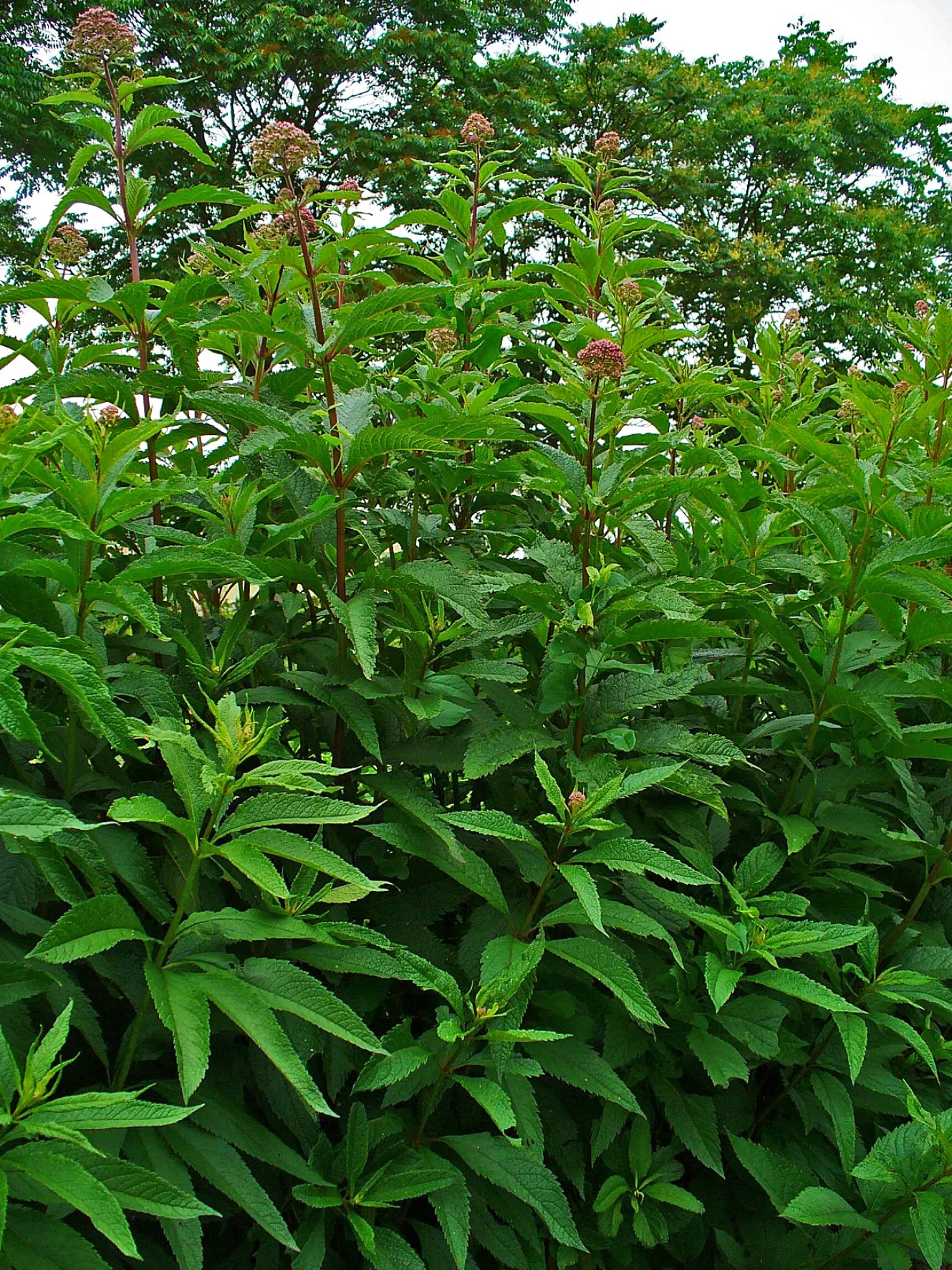 Joe Pye Weed (Eupatorium Purpureum) — scientifically named Eupatorium purpureum; lavender and purple flowers in the garden, image 55