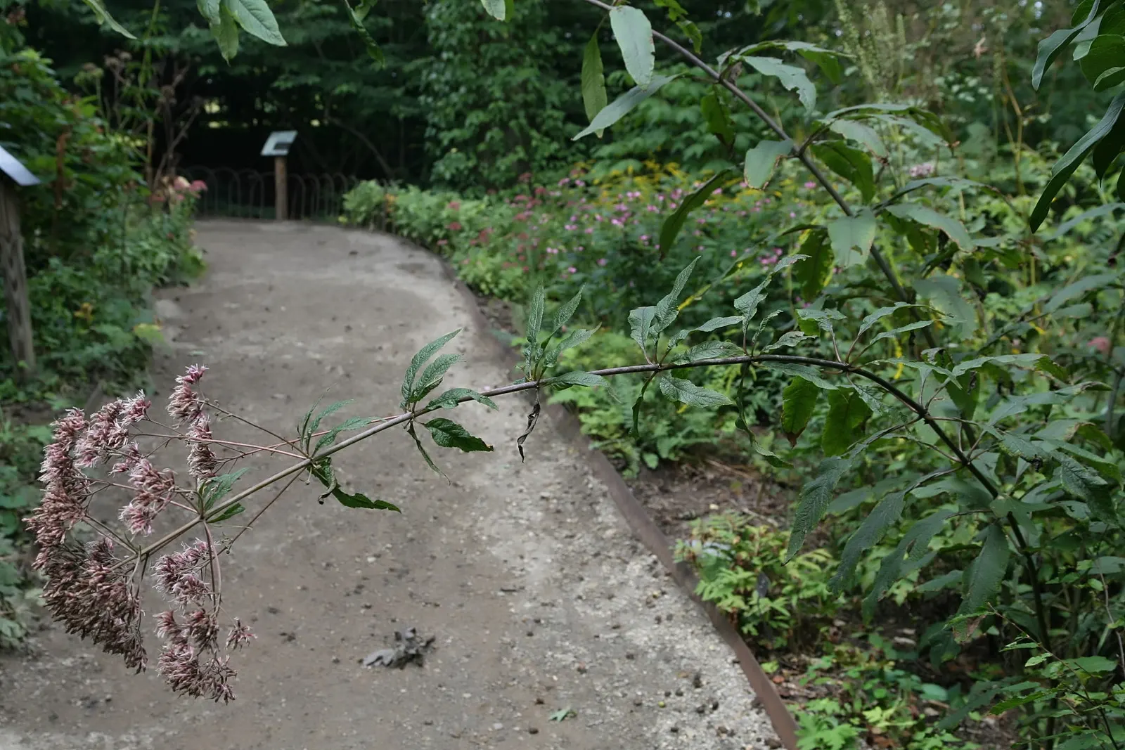 Joe Pye Weed (Eupatorium Purpureum) — These flower heads can span up to 12 inches across and emit a subtle vanilla scent; ideal for meadow-style landscapes and
