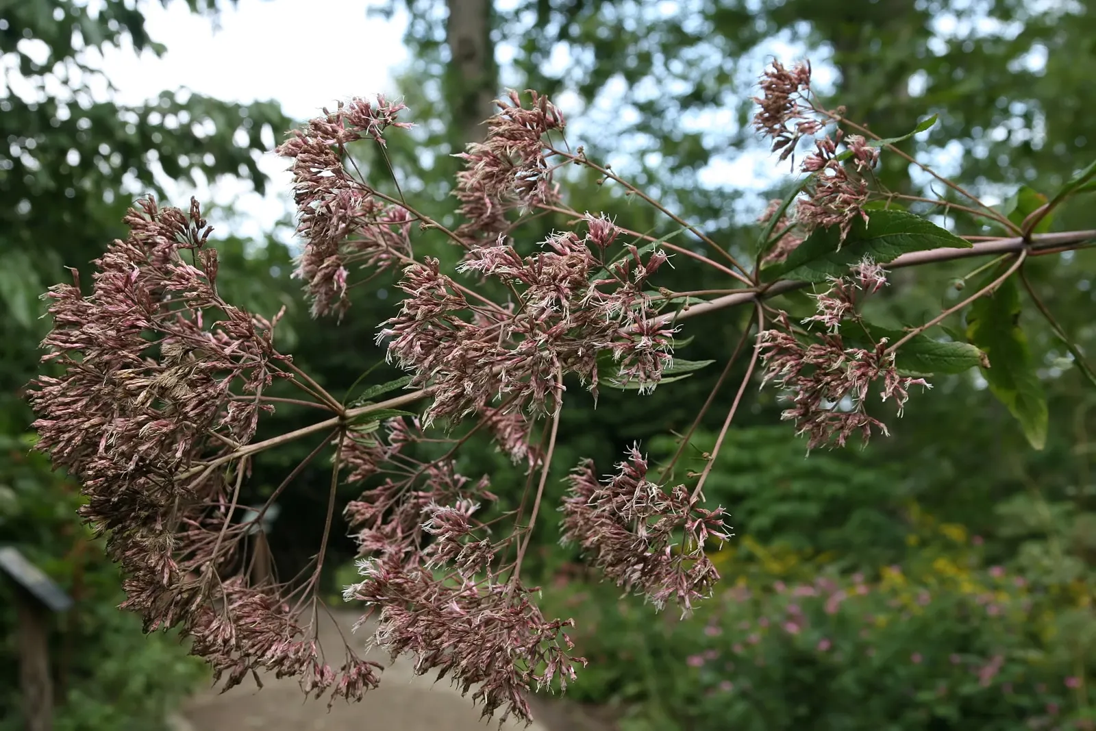 Joe Pye Weed (Eupatorium Purpureum) — lavender and purple flowers in the garden