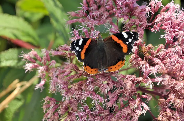 Joe Pye Weed (Eupatorium Purpureum) — attracting butterflies and beneficial insects; is a stately perennial native to North America