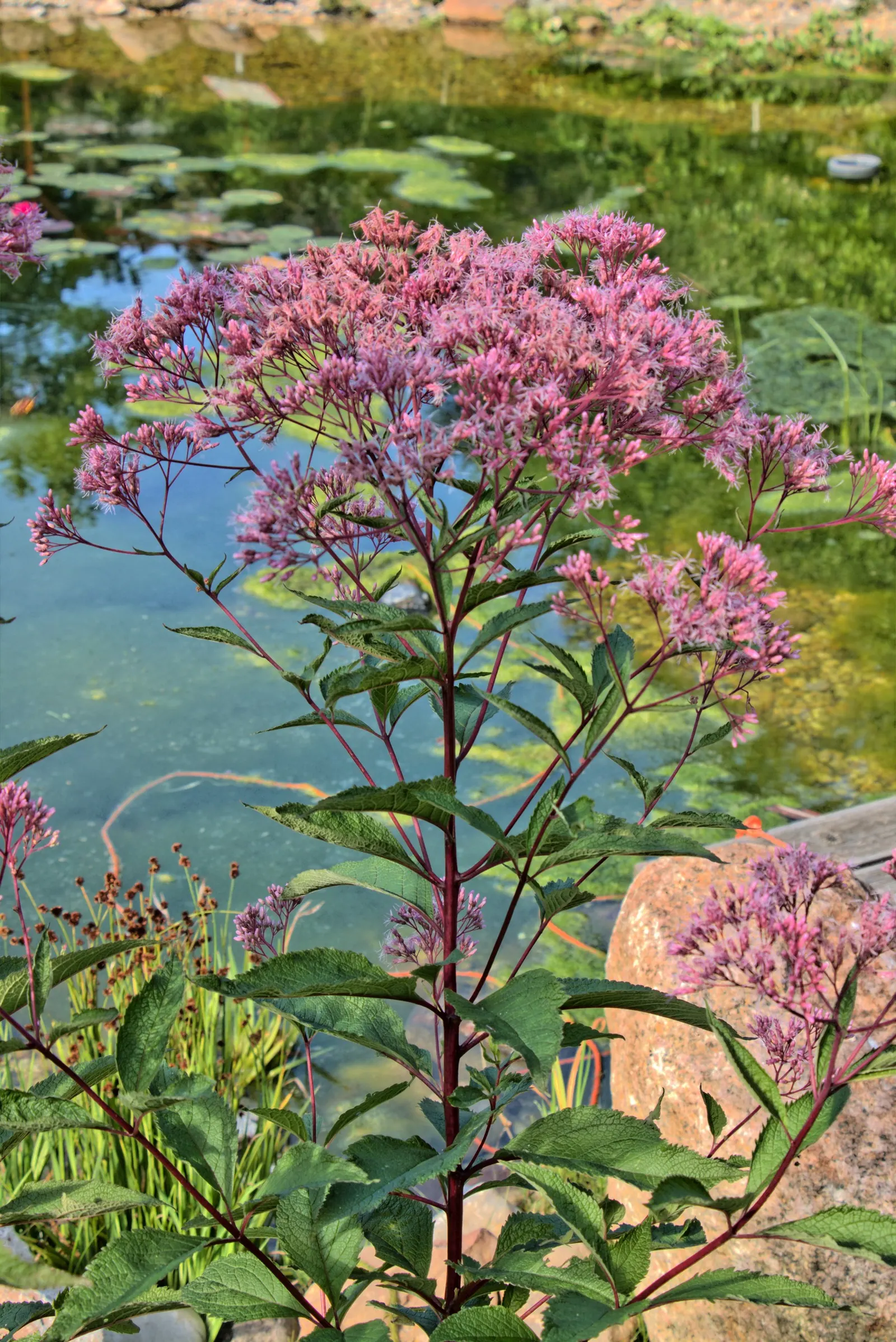 Joe Pye Weed (Eupatorium Purpureum) — Ideal for meadow-style landscapes and pollinator gardens; these flower heads can span up to 12 inches across, image 78