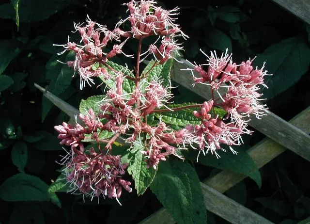 Joe Pye Weed (Eupatorium Purpureum) — This native plant prefers full sun to part shade and moist; it's an excellent choice for naturalistic, image 51