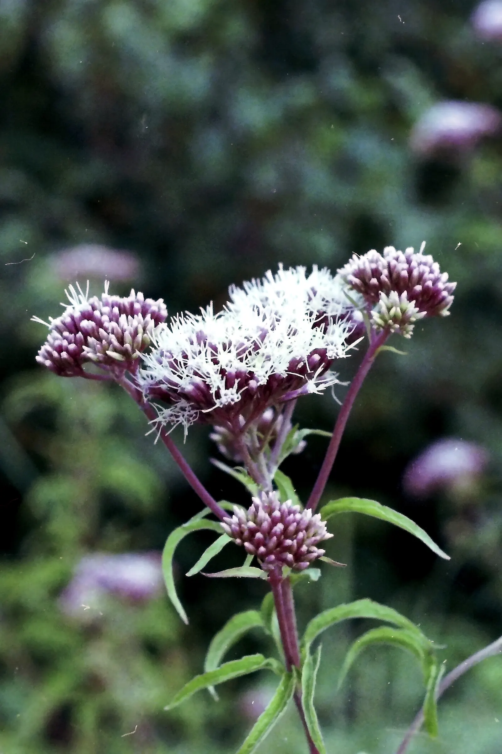 Joe Pye Weed (Eupatorium Purpureum) — lavender and purple flowers in the garden; scientifically named Eupatorium purpureum