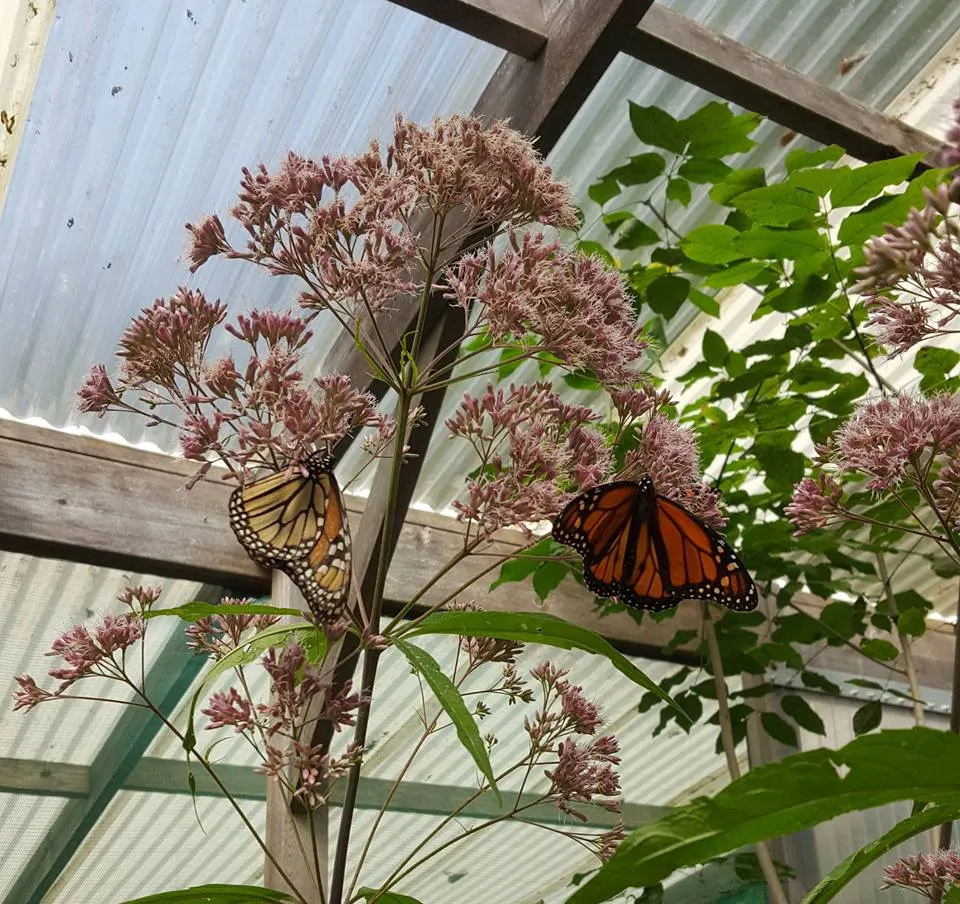 Joe Pye Weed (Eupatorium Purpureum) — the Joe Pye Weed's most notable feature is its dense clusters of tiny