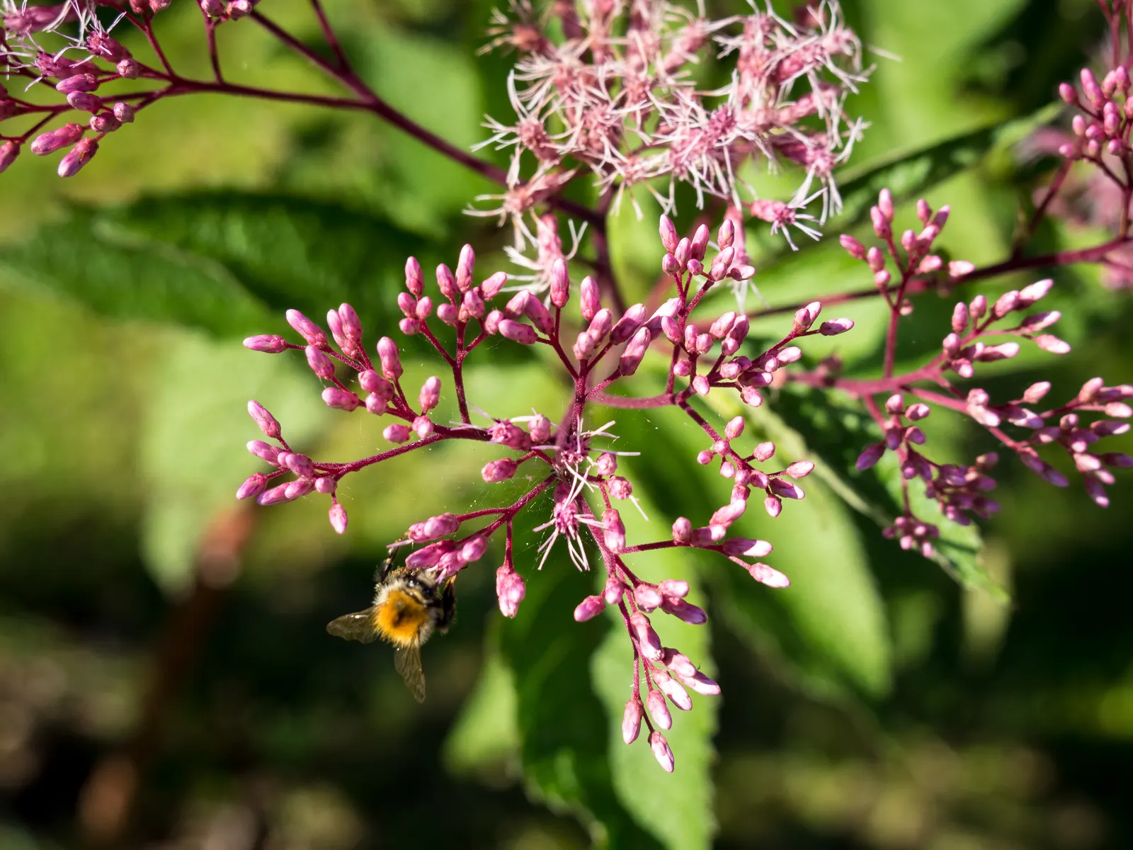 Joe Pye Weed (Eupatorium Purpureum) — perennial for full or half; requiring minimal maintenance other than optional deadheading to promote additional blooms
