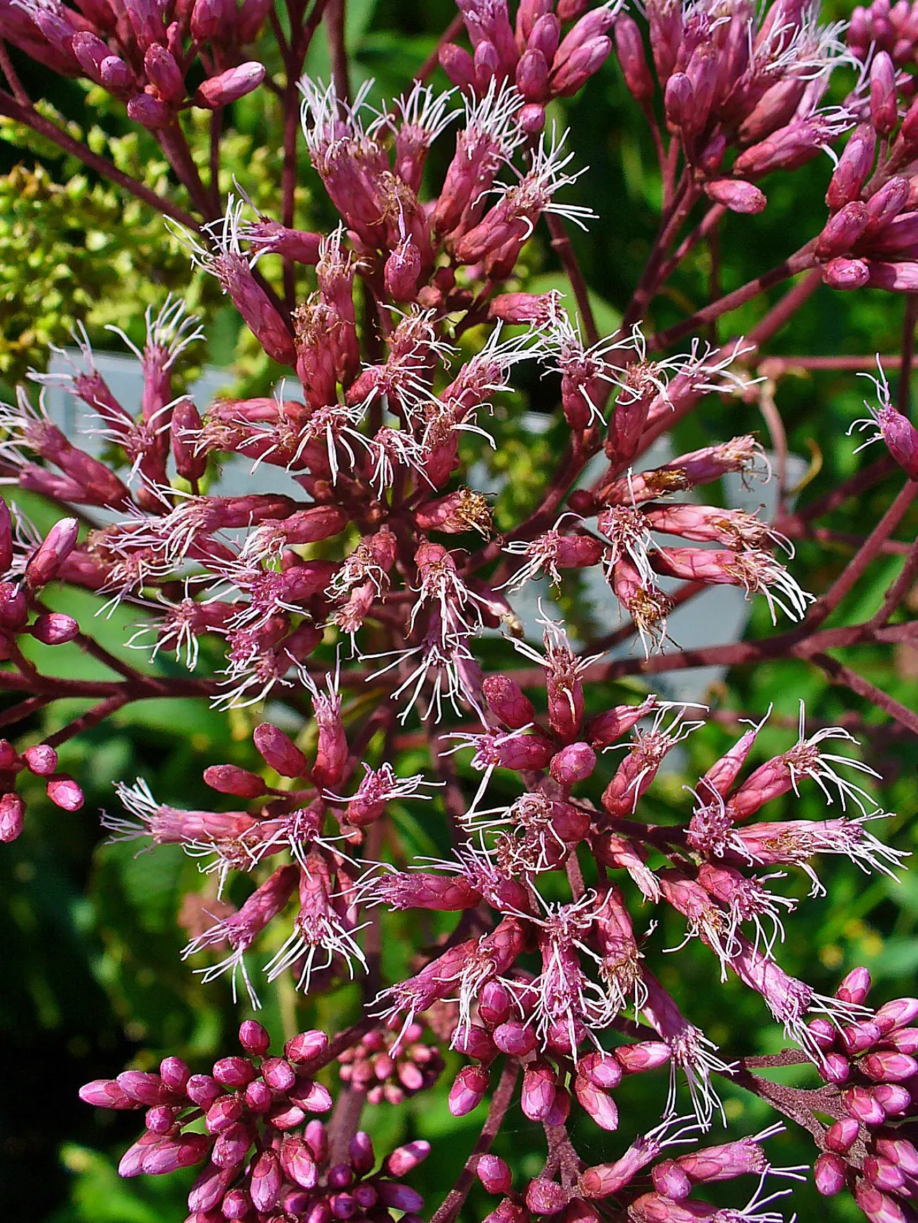 Joe Pye Weed (Eupatorium Purpureum) — requiring minimal maintenance other than optional deadheading to promote additional blooms; perennial for, image 69