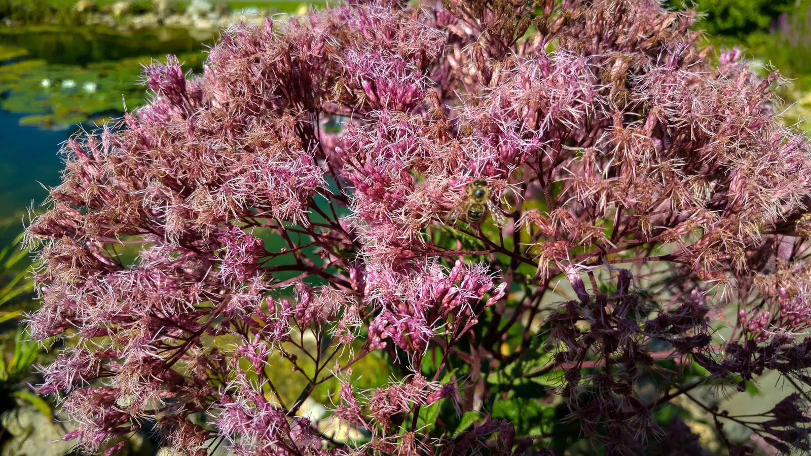 Joe Pye Weed (Eupatorium Purpureum) — These flower heads can span up to 12 inches across and emit a subtle vanilla scent