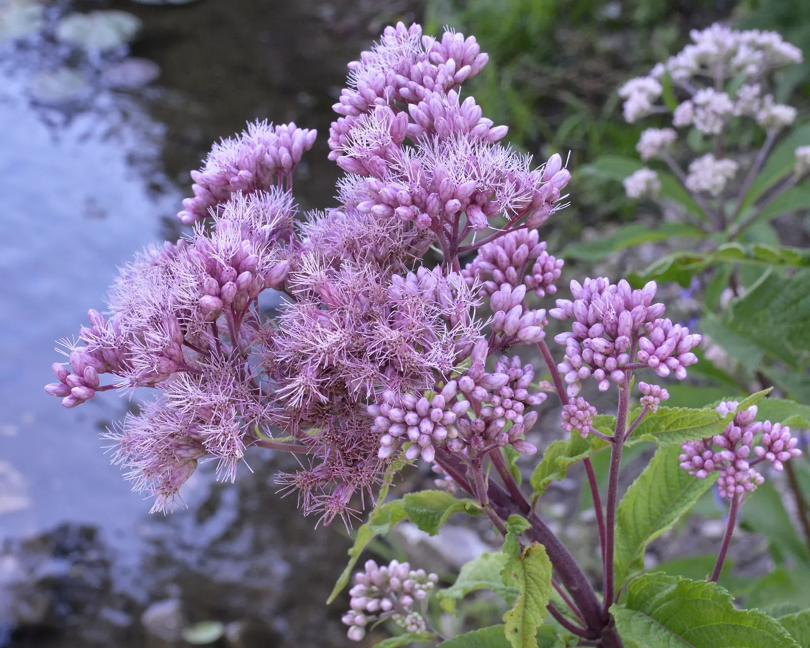 Joe Pye Weed (Eupatorium Purpureum) — the robust Joe Pye Weed is largely pest-free; though it flourishes in medium to wet conditions with full sun to partial