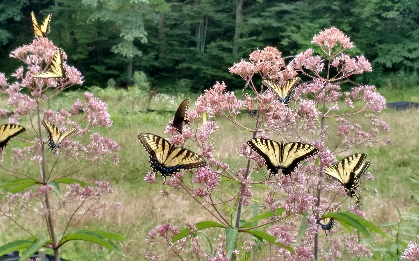 Joe Pye Weed (Eupatorium Purpureum) — thriving in USDA zones 4-9 and reaching heights of 4-7 feet with a spread of 2-4 feet