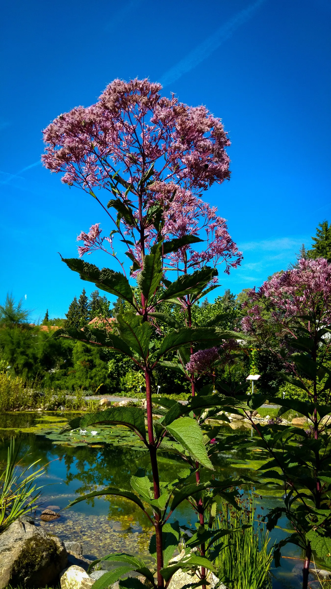 Joe Pye Weed (Eupatorium Purpureum) — with a spread of about 2 to 4 feet
