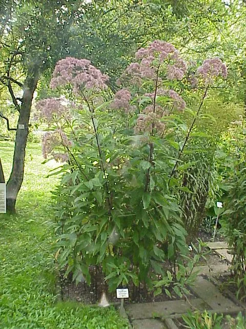 Joe Pye Weed (Eupatorium Purpureum) — scientifically named Eupatorium purpureum; lavender and purple flowers in the garden