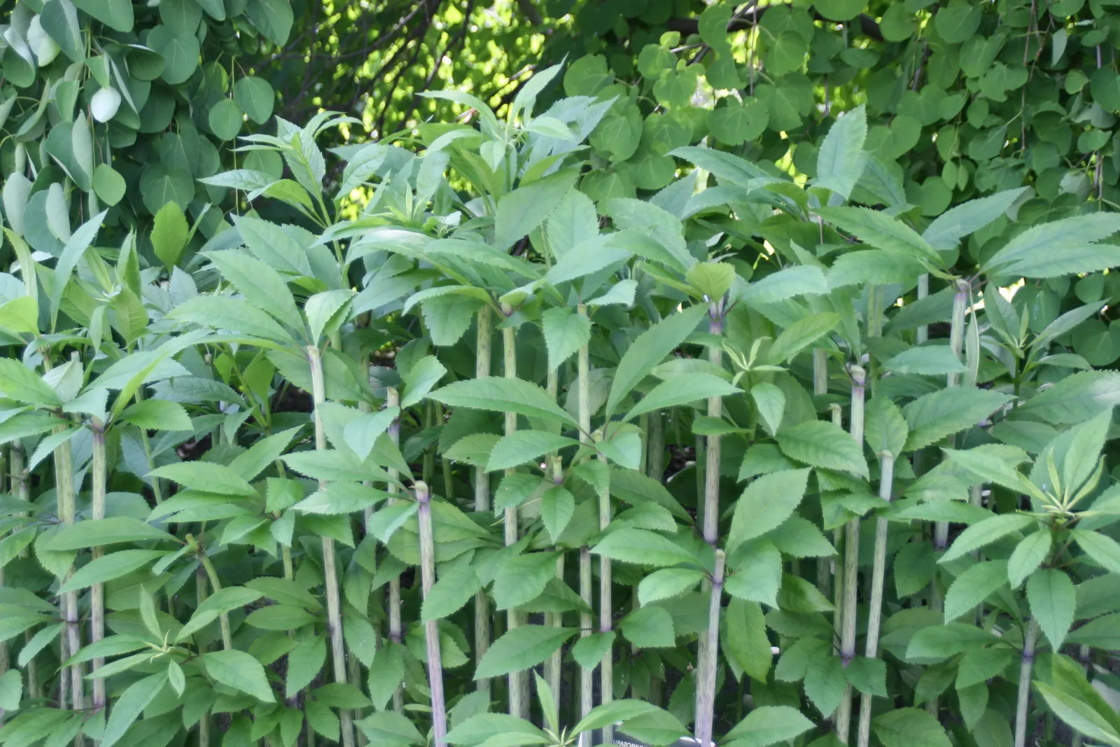 Joe Pye Weed (Eupatorium Purpureum) — and blooms from mid-summer to early fall