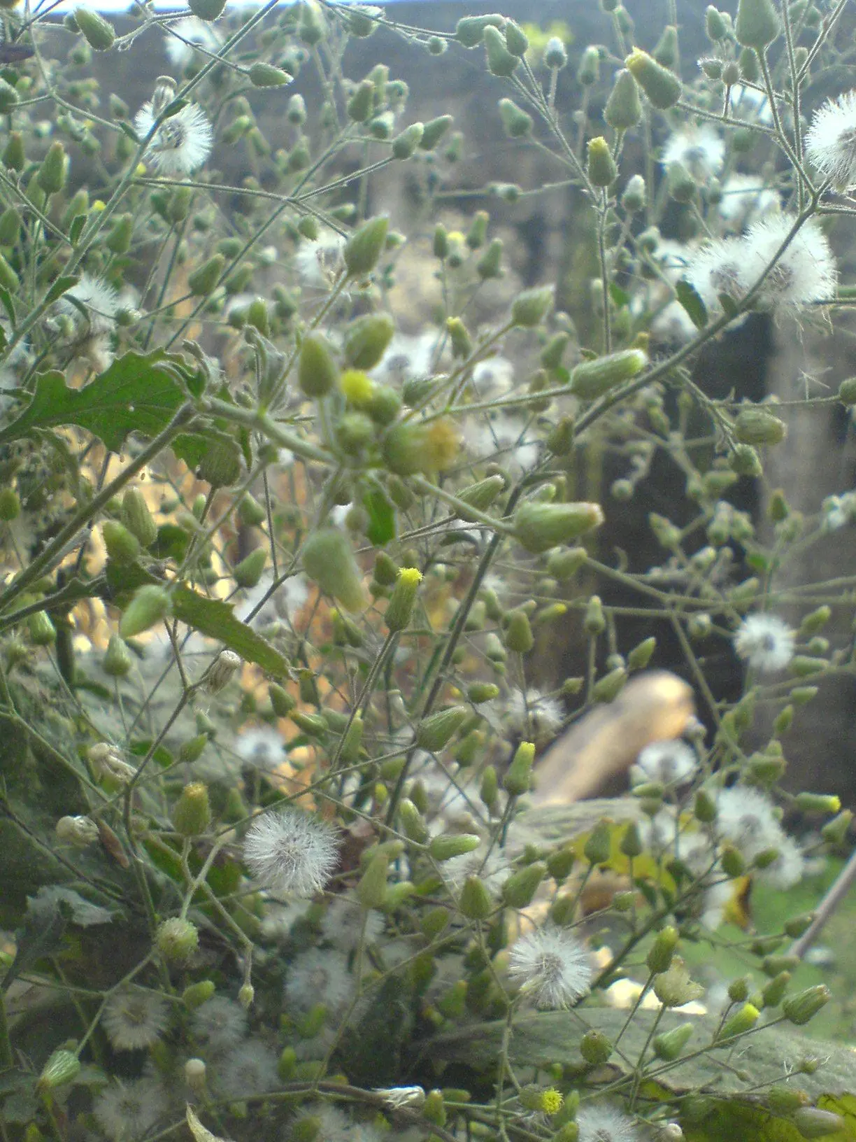 Joe Pye Weed (Eupatorium Purpureum) — scientifically named Eupatorium purpureum; lavender and purple flowers in the garden, image 79