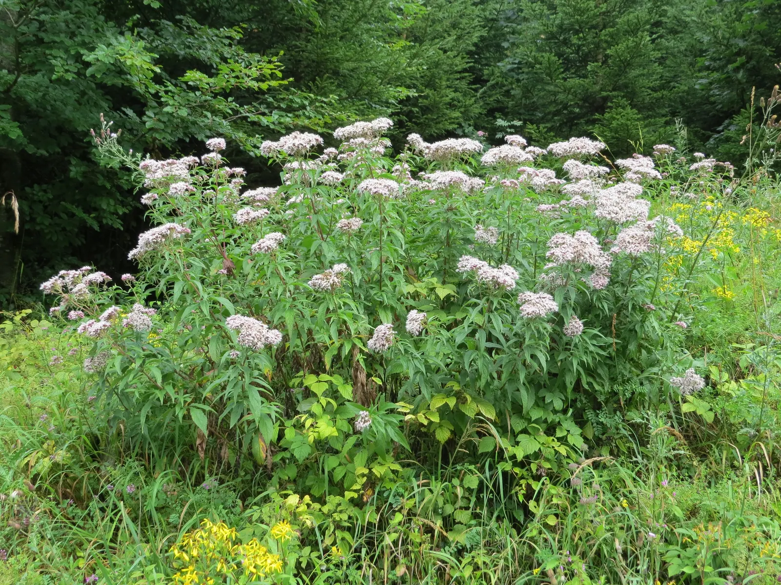 Joe Pye Weed (Eupatorium Purpureum) — or as a backdrop in perennial borders due to its height and seasonal interest.<br><br>Moreover; this striking, image 67
