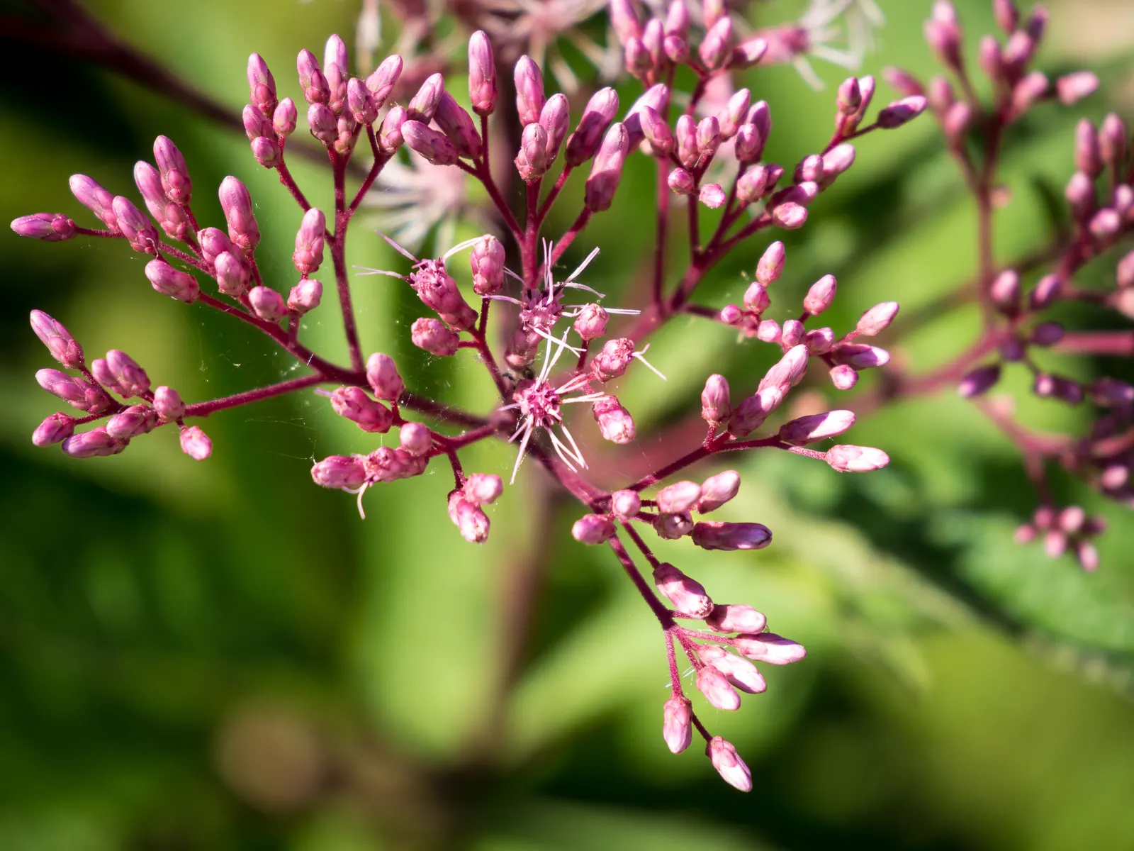 Joe Pye Weed (Eupatorium Purpureum) — the robust Joe Pye Weed is largely pest-free; though it flourishes in medium to wet conditions with full sun, image 68
