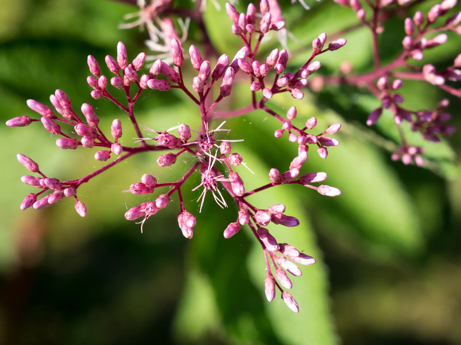 Joe Pye Weed (Eupatorium Purpureum) — thriving in USDA zones 4-9 and reaching heights of 4-7 feet with a spread of 2-4 feet; and blooms from, image 73