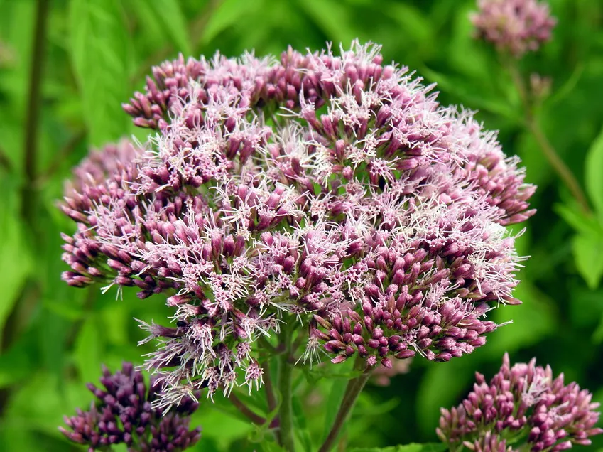Joe Pye Weed (Eupatorium Purpureum) — mauve-pink flowers which crown the plant from late summer into fall; perennial with lavender and purple blooms, image 62